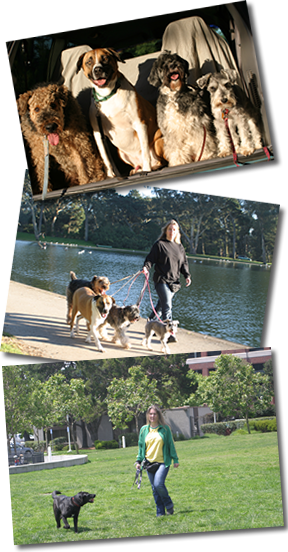 Three pictures of Carla walking dogs